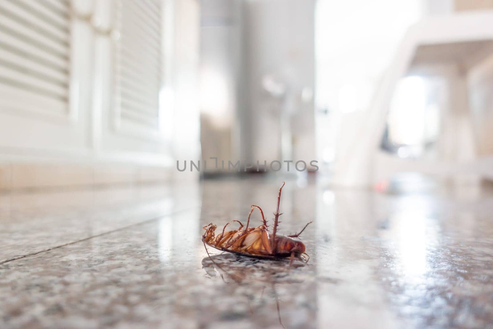 Dead cockroach on floor, pest control concept