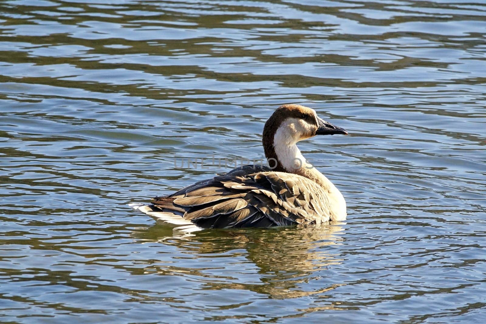 Swan Goose Anser cygnoides on the Neckar in Heidelberg