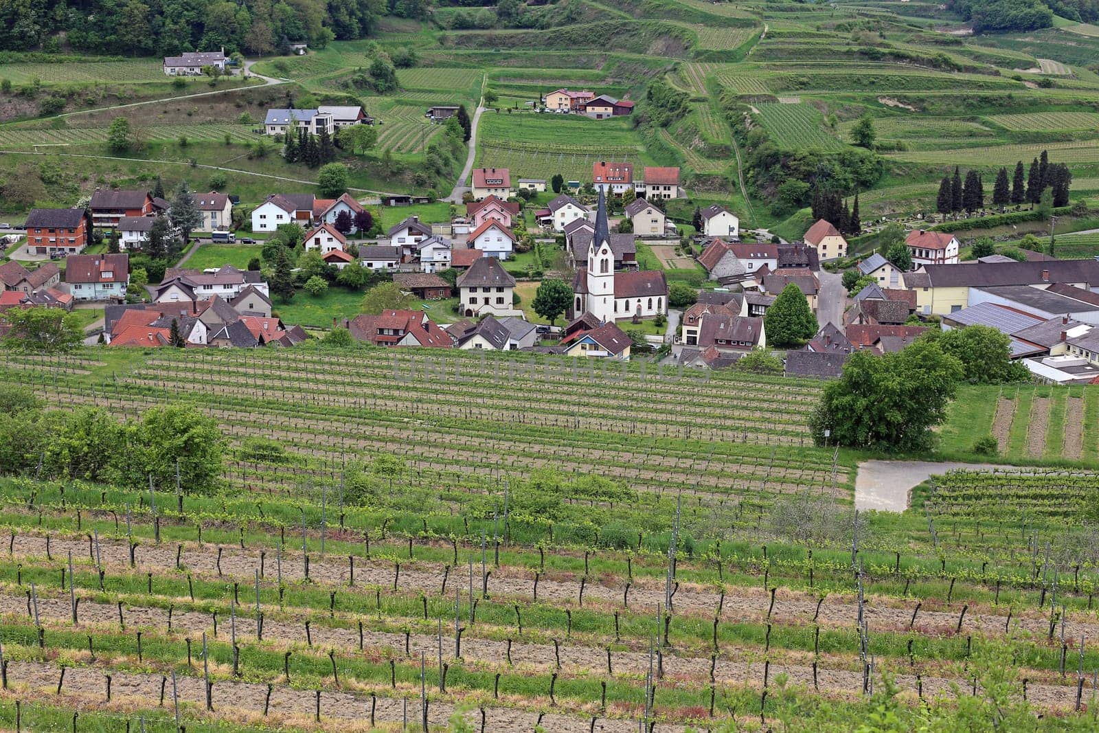 View over the vineyards to Bickensohl in the Kaiserstuhl