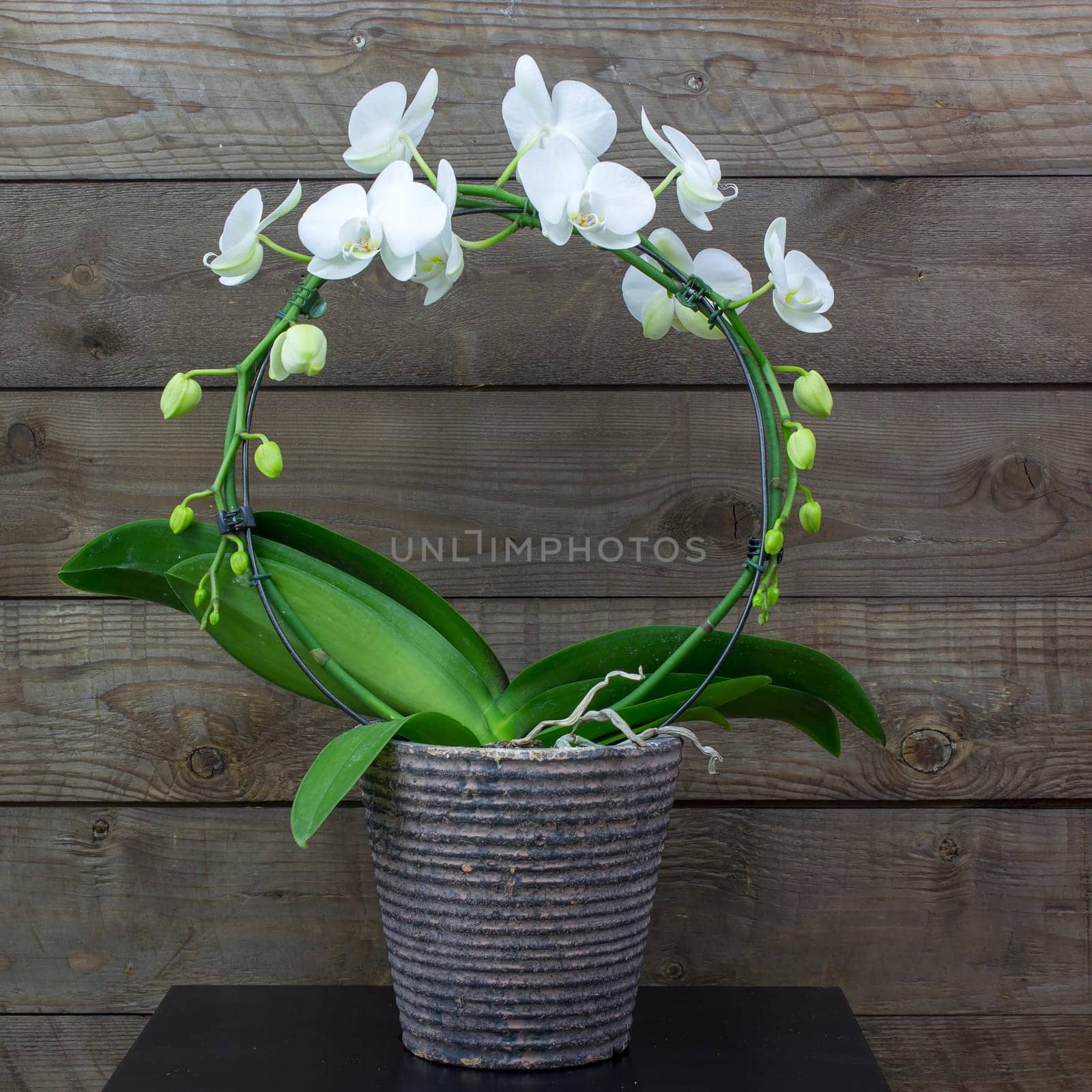 Beautiful white orchid in a flowerpot - phalaenopsis - wooden background