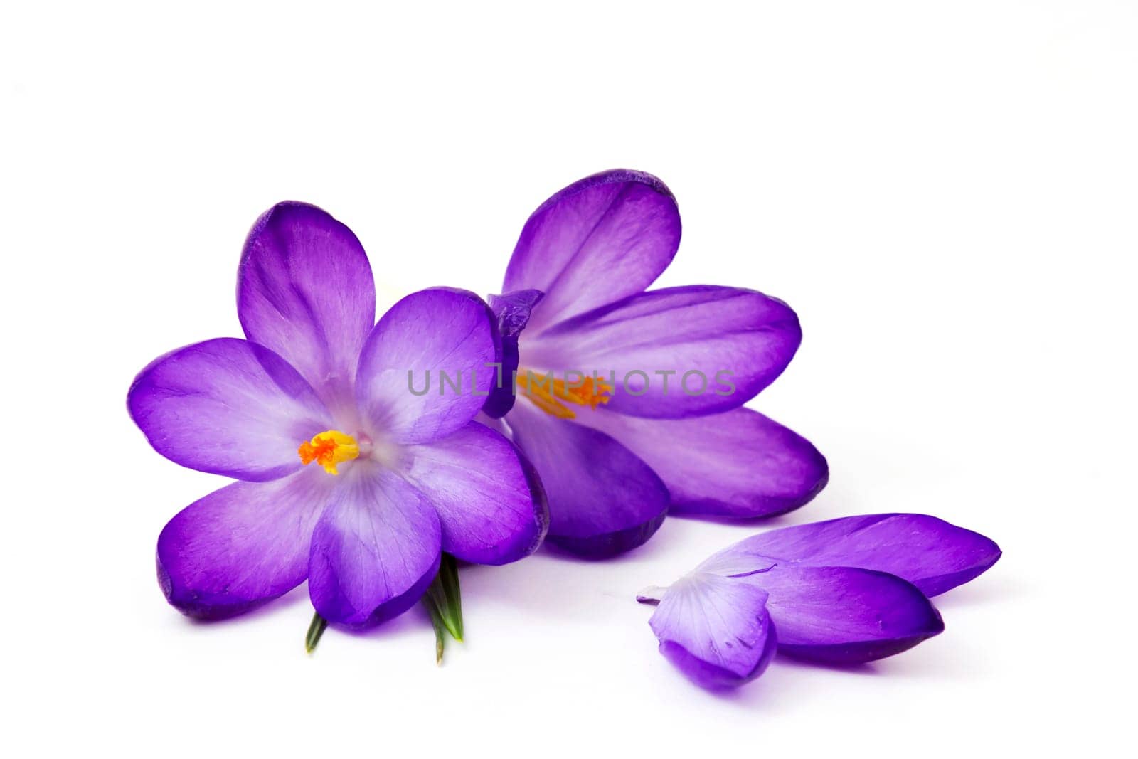 crocus - one of the first spring flowers