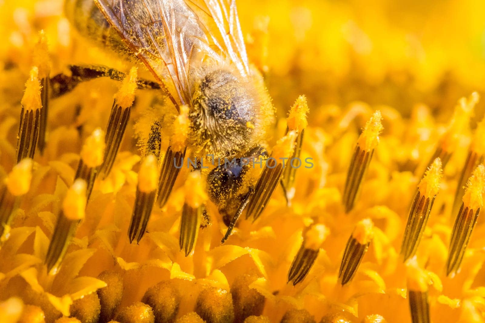 Animal sitting at summer sun flower and collect for important environment ecology sustainability. Awareness of nature climate change.