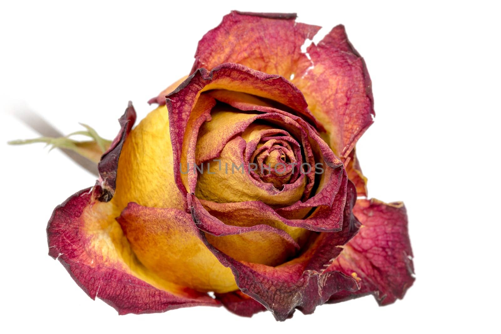 Yellow red rose with dried leaves isolated on white
