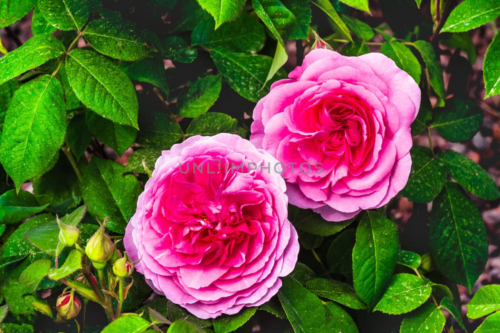 gertrude jeckyll pink roses flowers background purple .