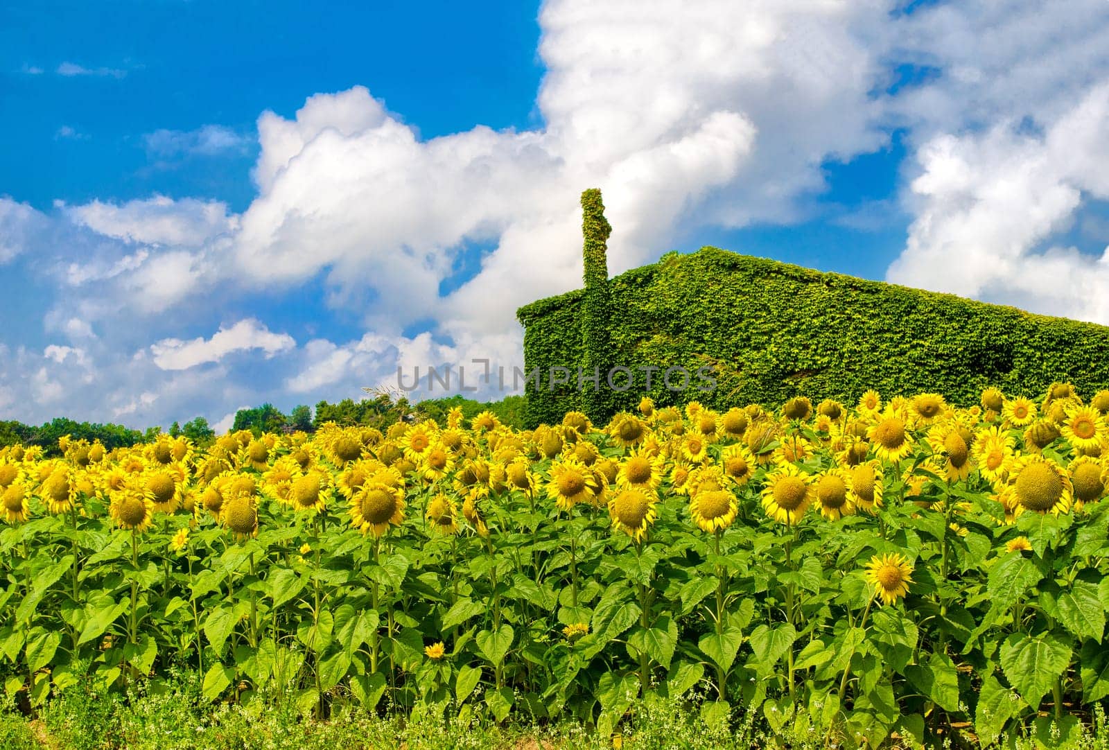 green house sunflowers sustainable in housing background .
