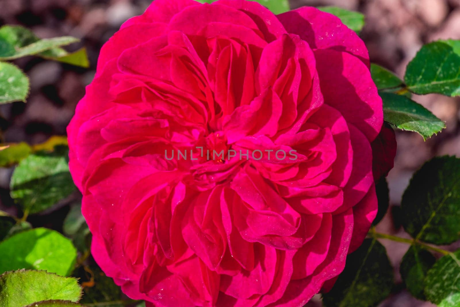st cecilia rose purple pink flower background .