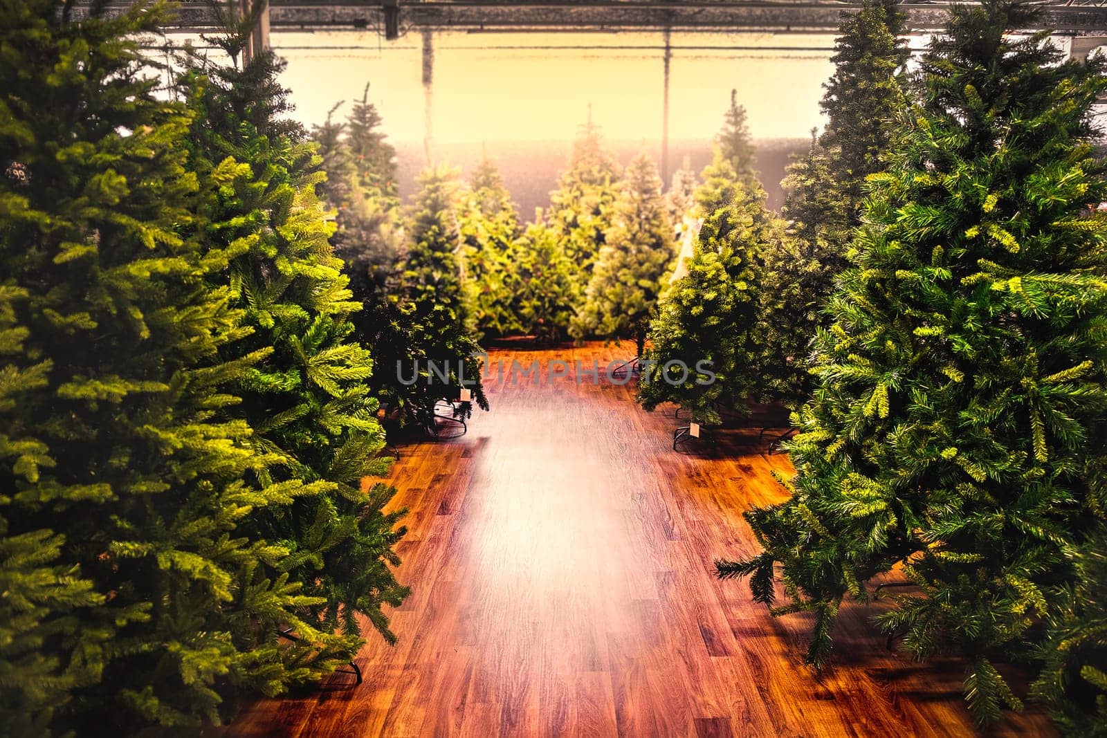 christmas trees store background sale yellow warm tone backlight gleam sunbeam shopping .