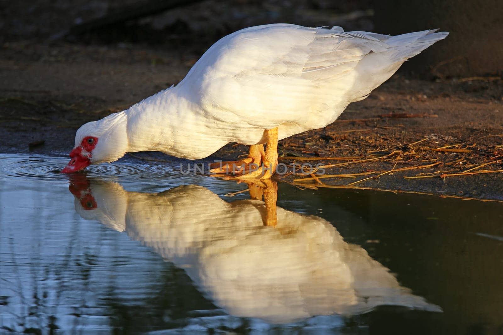 White alder duck drinks at the water's edge
