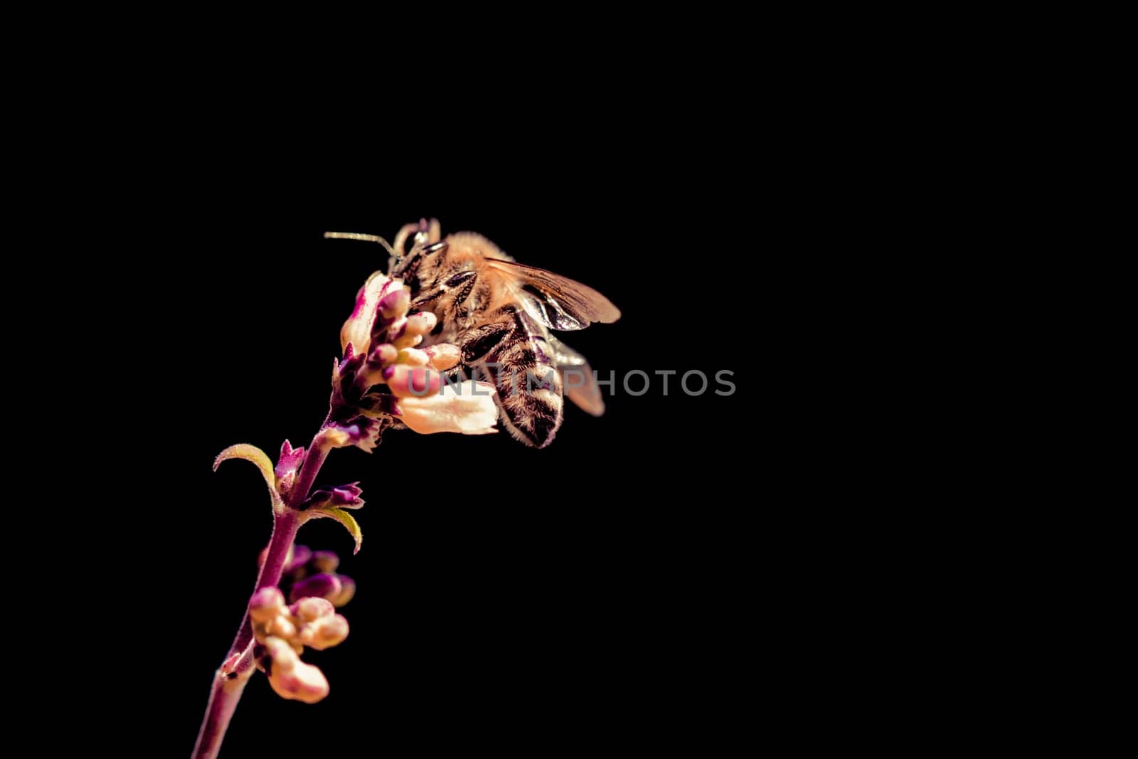 The insect is sitting and collecting on a blossom at the left side of the picture. Colorful, isolated on black with copyspace.