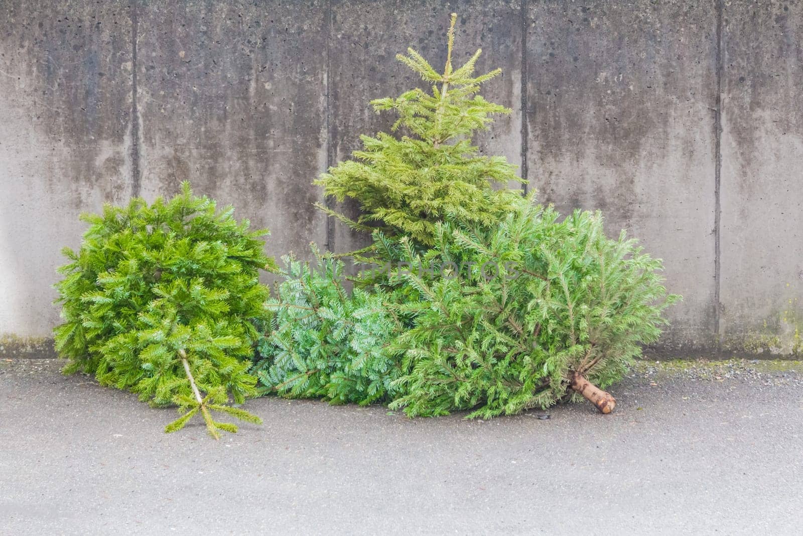 The x-mas trees waiting for buyers on sale before christmas holiday or after ending x-mas time for disposal recycling reasons.