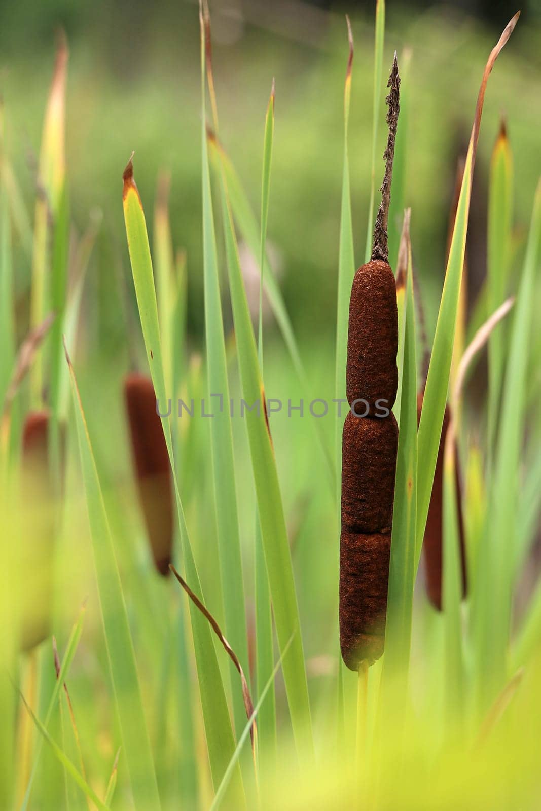 Fruiting cattail Typha
