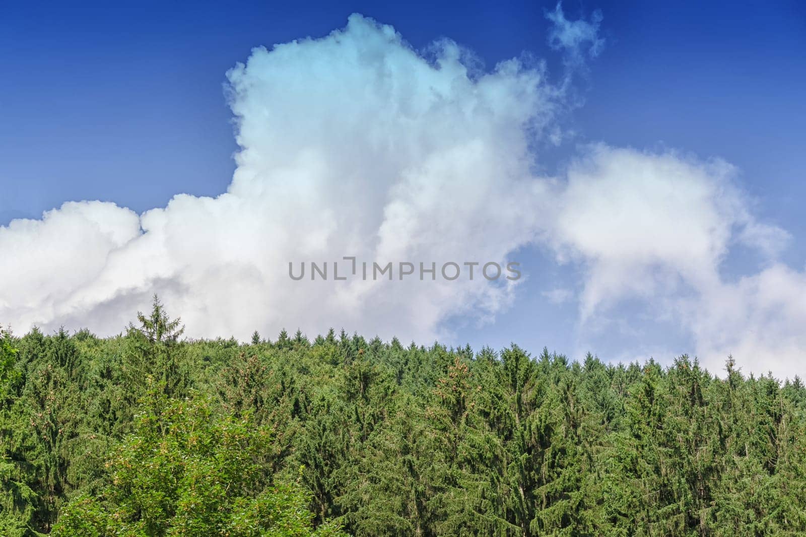 Picturesque viewpoint over a forest in the background blue sky