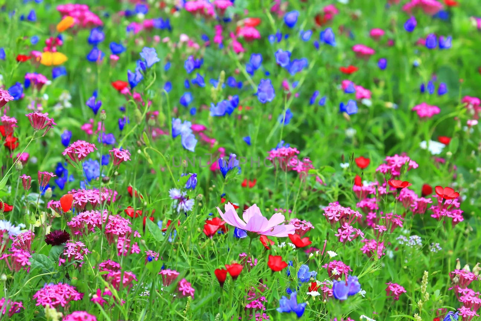 Flower meadow in summer with different colorful flowers. This colorful splendor