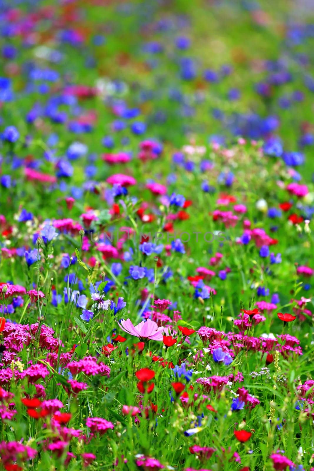 Flower meadow in summer with different colorful flowers. This colorful splendor