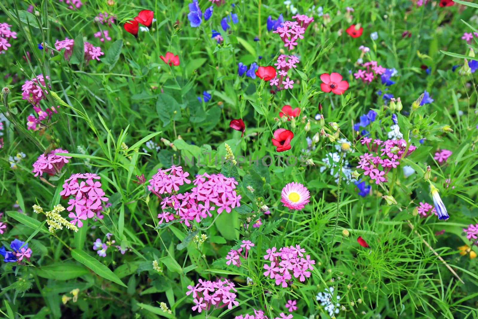 Flower meadow in summer with different colorful flowers. This colorful splendor