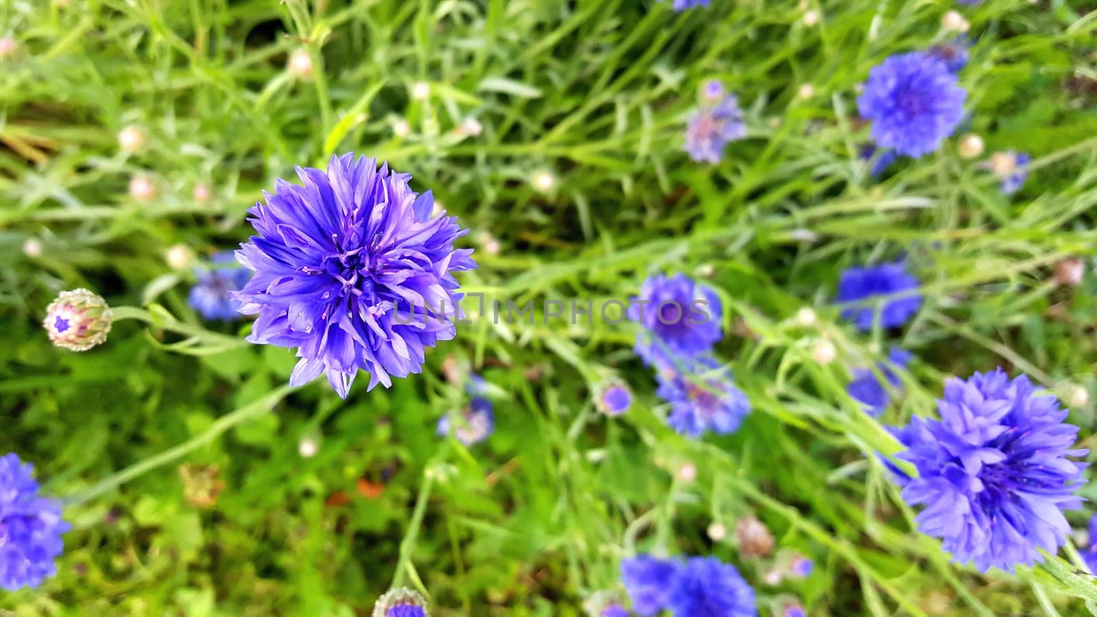 Flower meadow in summer with different colorful flowers. This colorful splendor