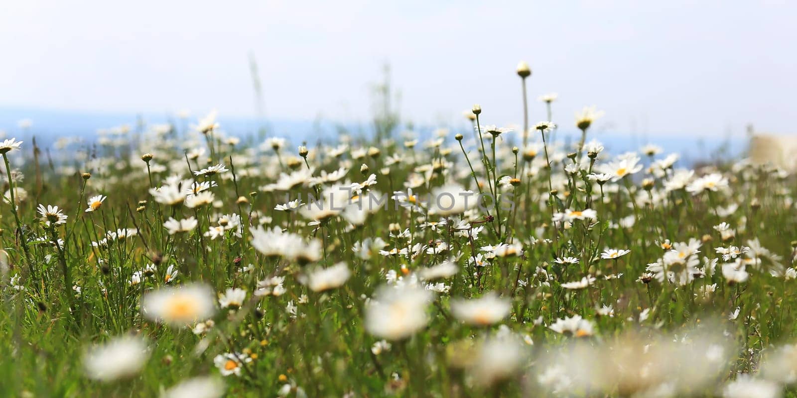 Flower meadow in the summer with blue sky from the mouse perspective