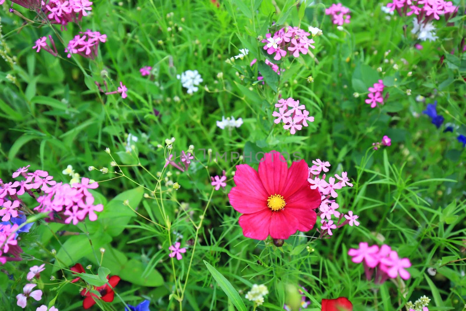 Flower meadow in summer with different colorful flowers. This colorful splendor