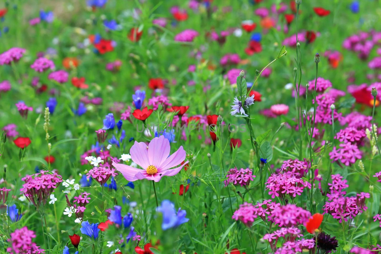 Flower meadow in summer with different colorful flowers. This colorful splendor