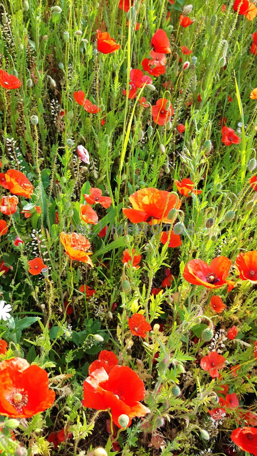 Flower meadow in summer with red poppies