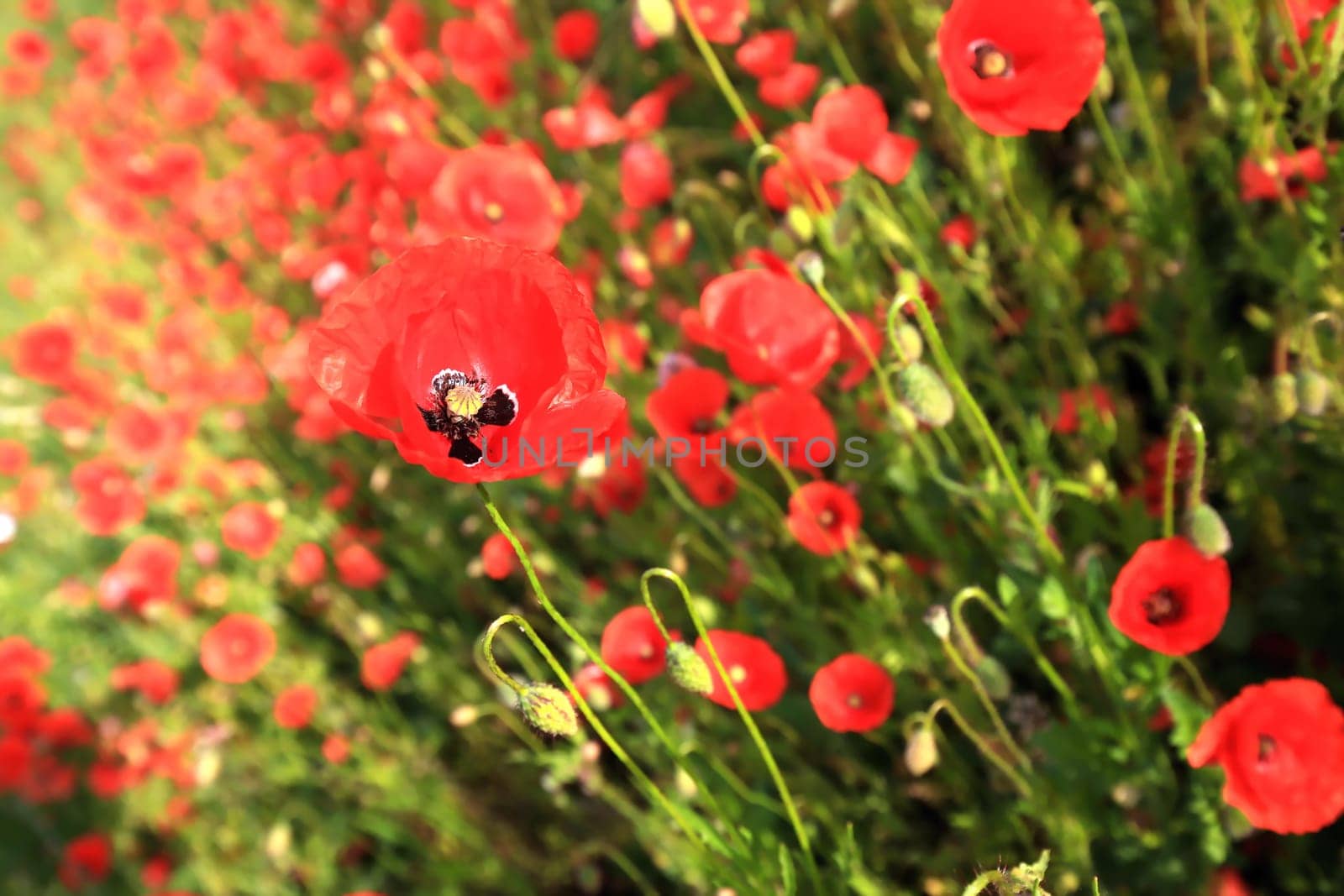 Flower meadow in summer with red poppies