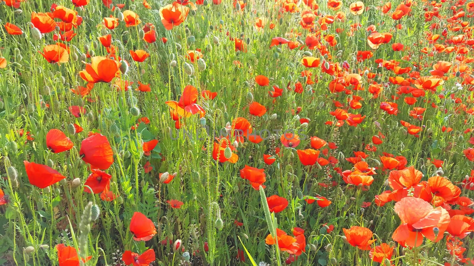 Flower meadow in summer with red poppies