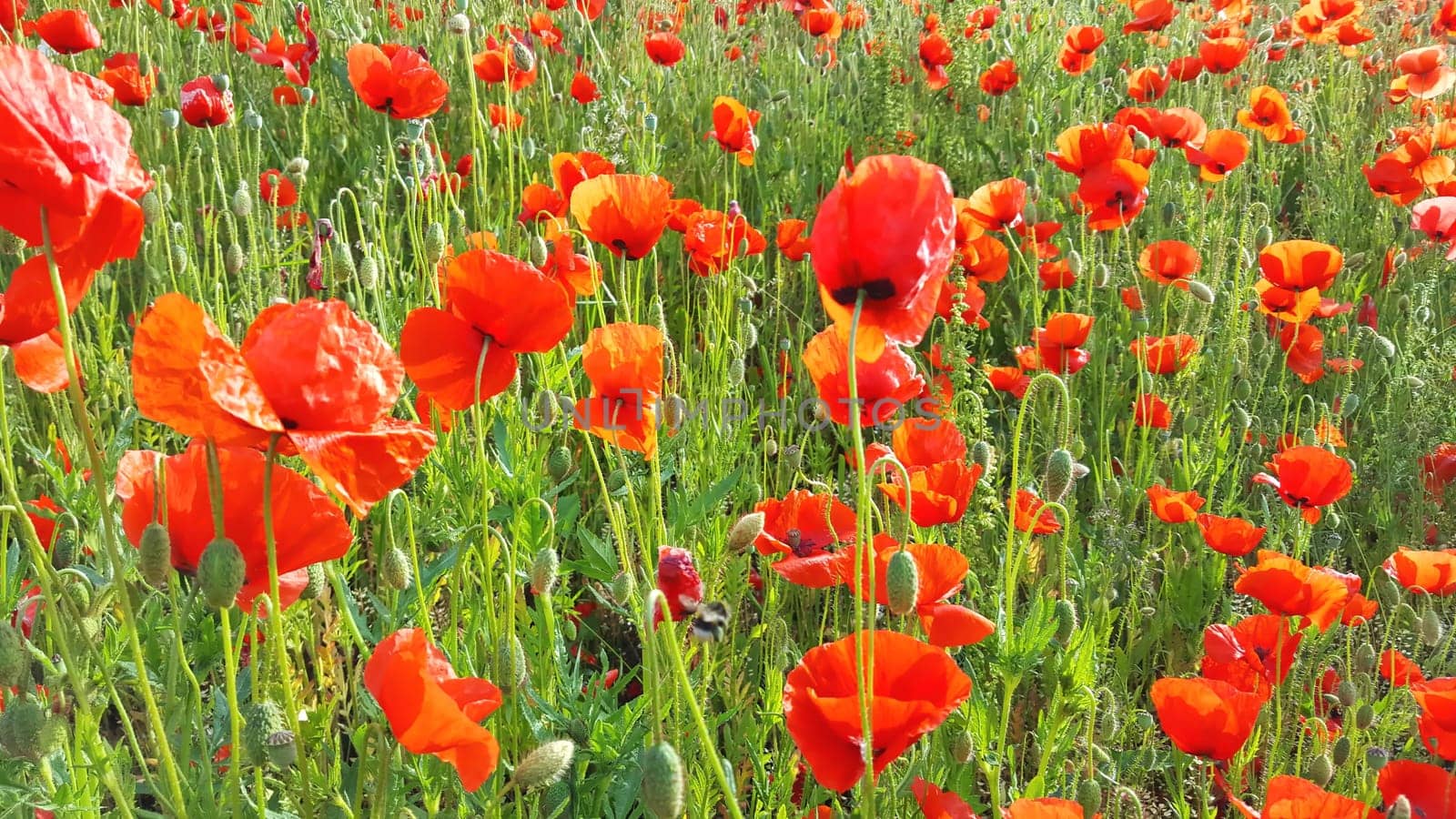 Flower meadow in summer with red poppies