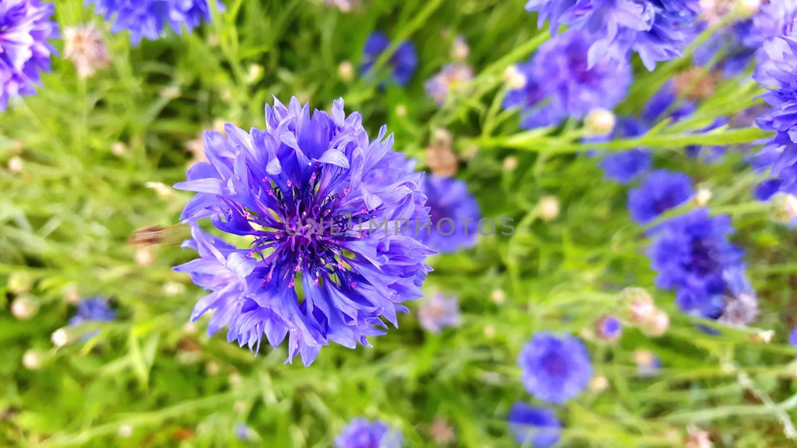 Flower meadow in summer with different colorful flowers. This colorful splendor