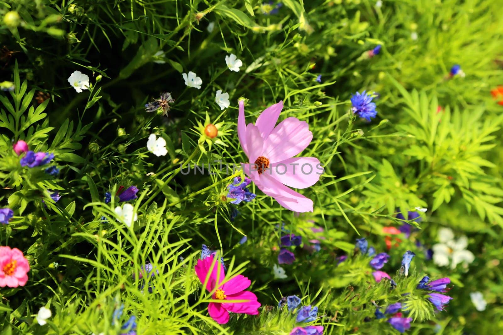 Flower meadow in summer with different colorful flowers. This colorful splendor