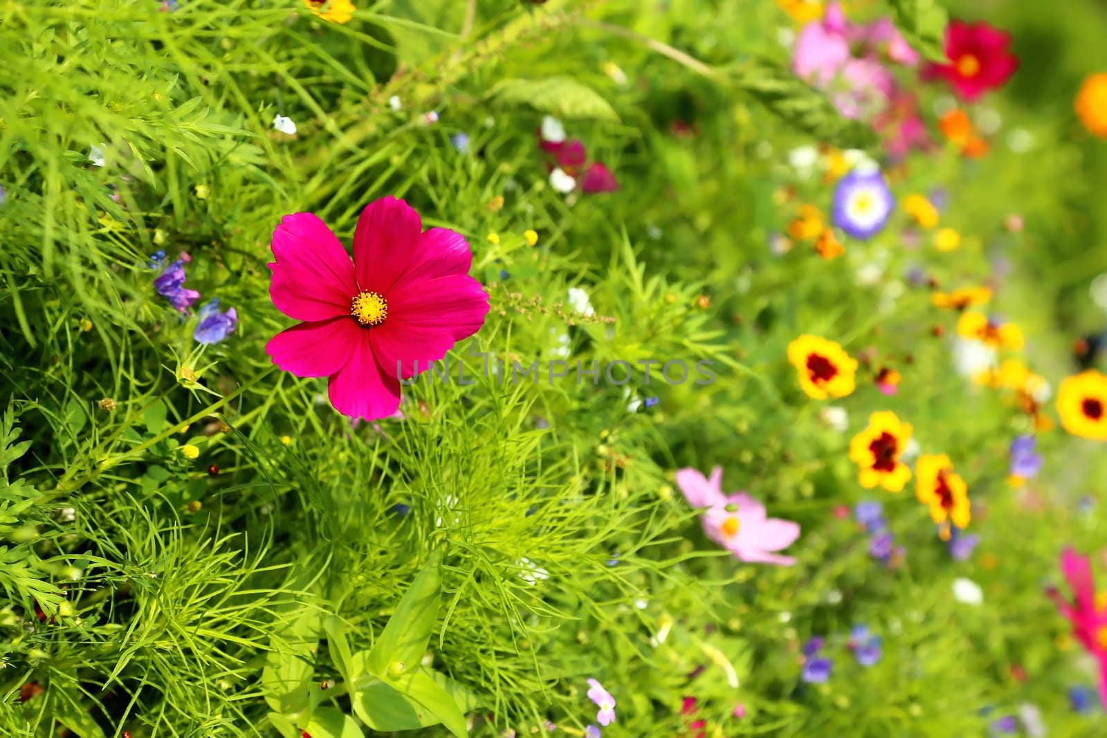 Flower meadow in summer with different colorful flowers. This colorful splendor