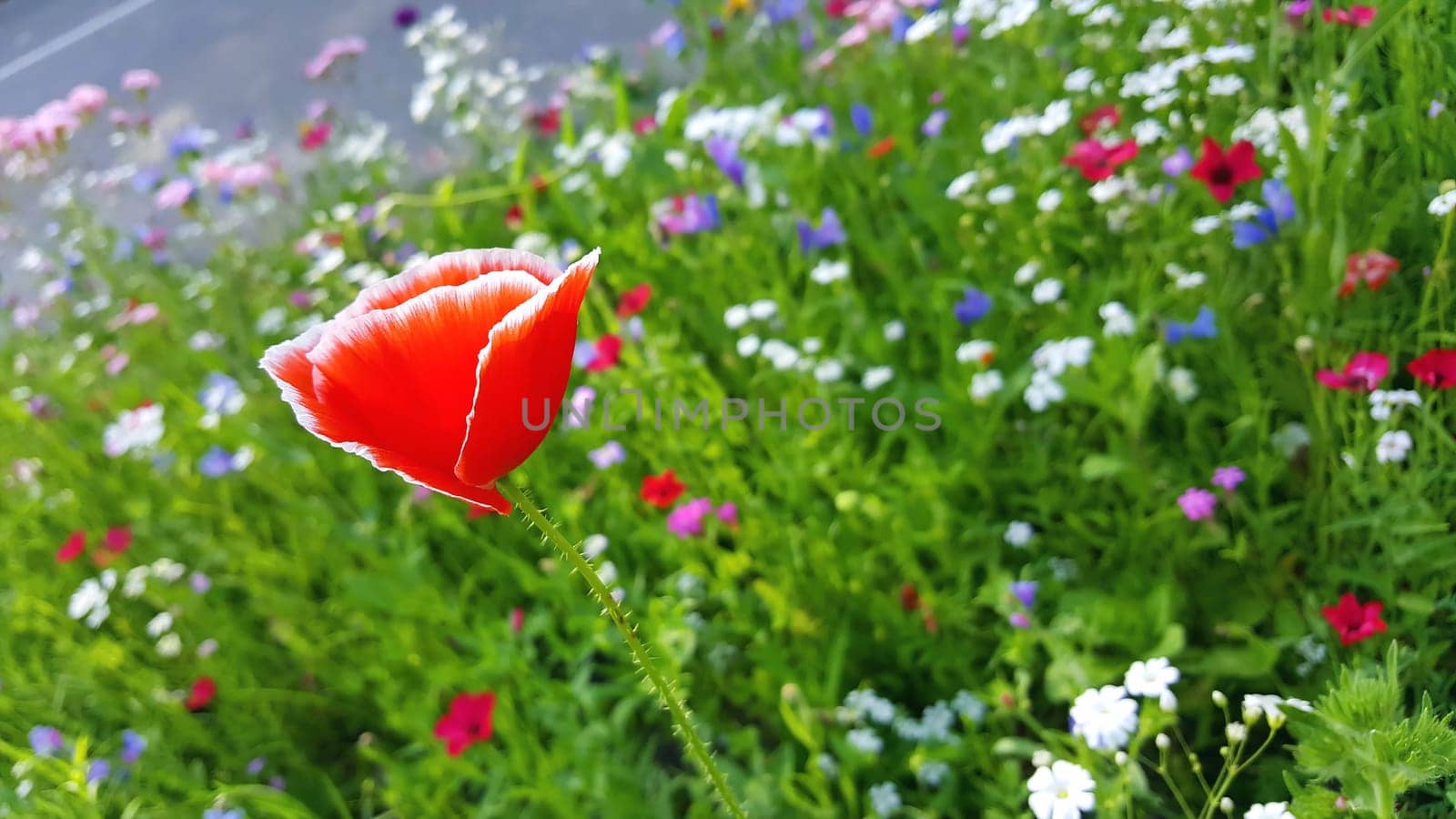 Flower meadow in summer with red poppies