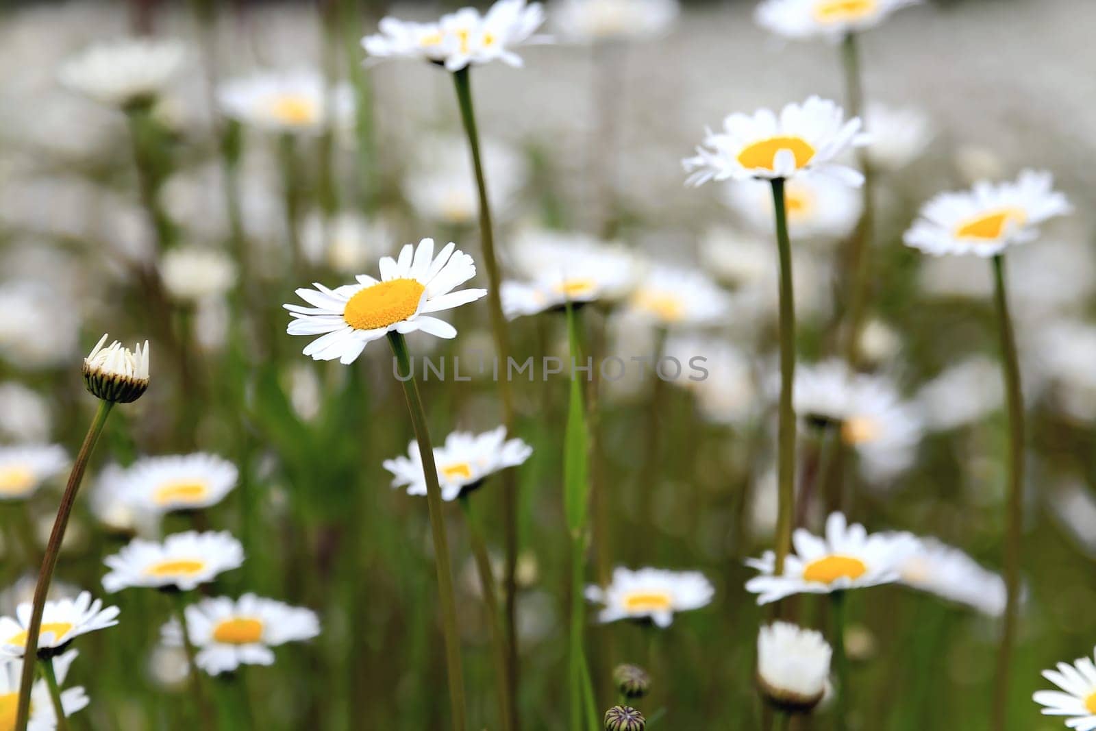 Flower meadow in the summer with blue sky from the mouse perspective