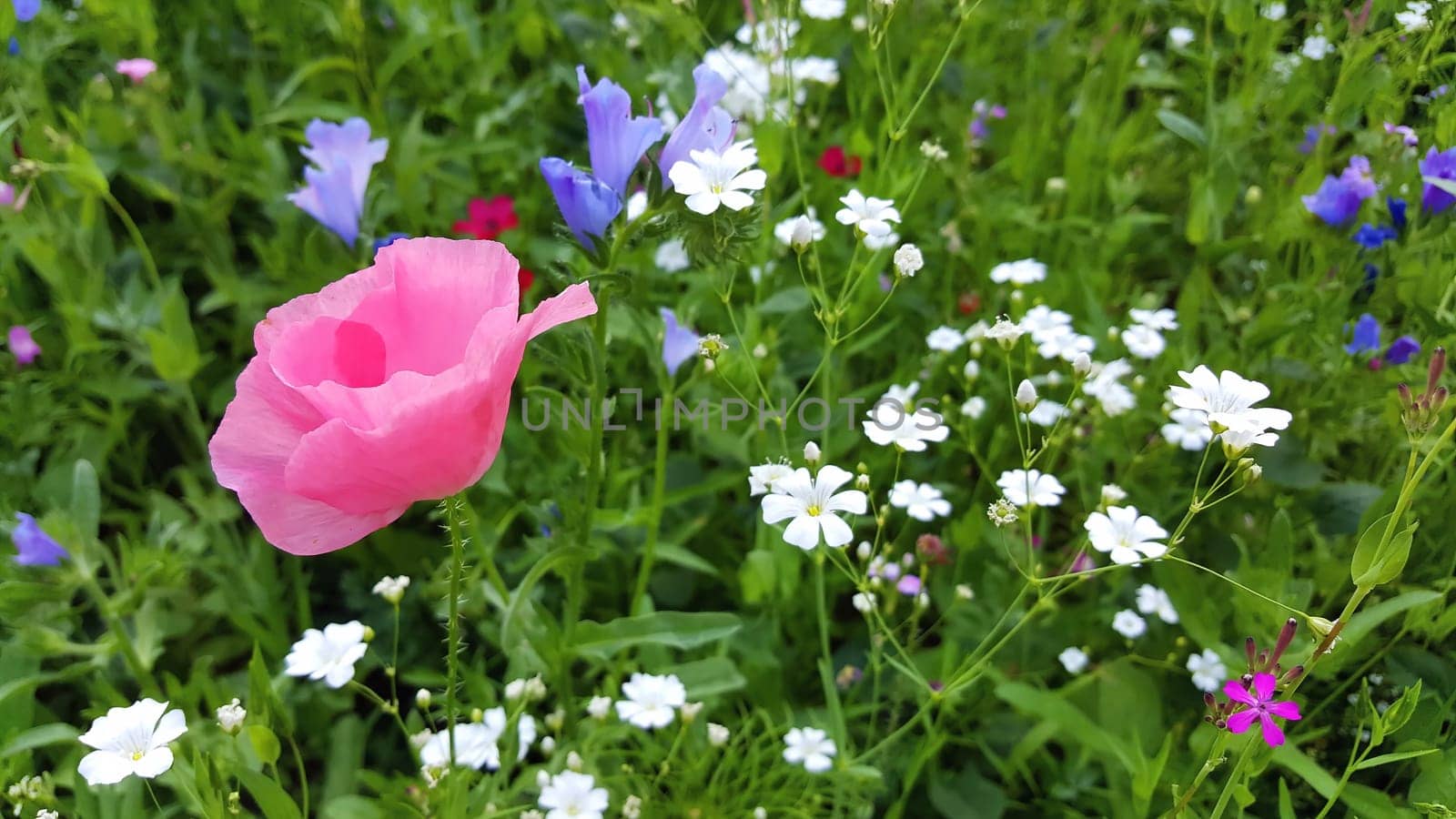Flower meadow in summer with red poppies