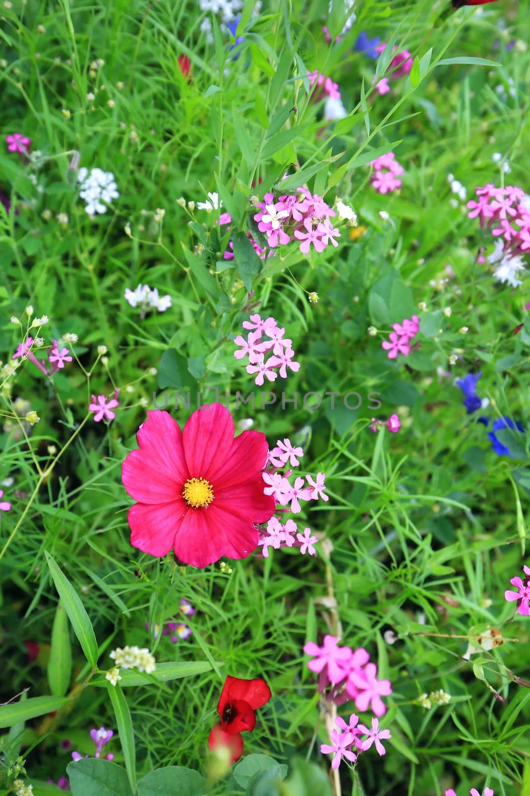 Flower meadow in summer with different colorful flowers. This colorful splendor