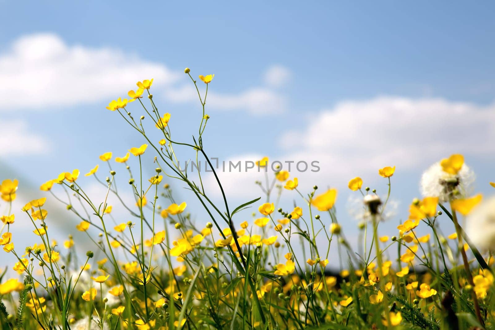 Flower meadow in the summer with blue sky from the mouse perspective