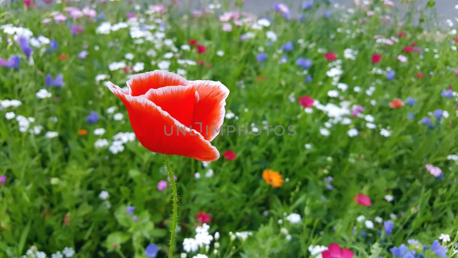 Flower meadow in summer with red poppies