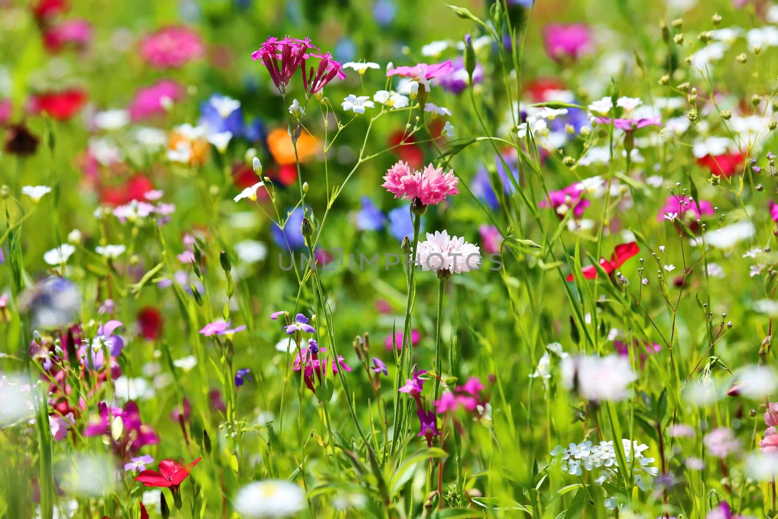 Flower meadow in summer with different colorful flowers. This colorful splendor