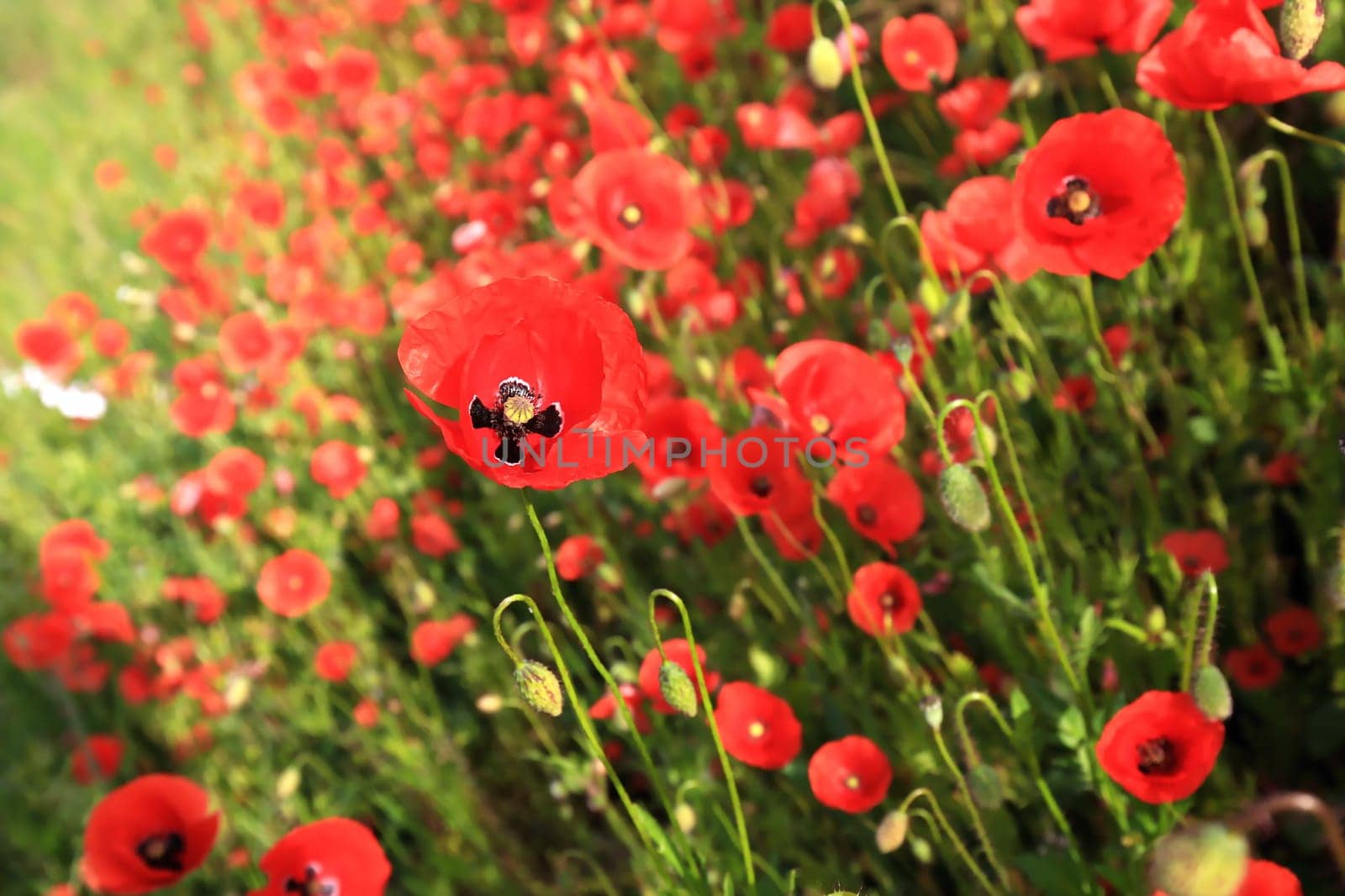 Flower meadow in summer with red poppies