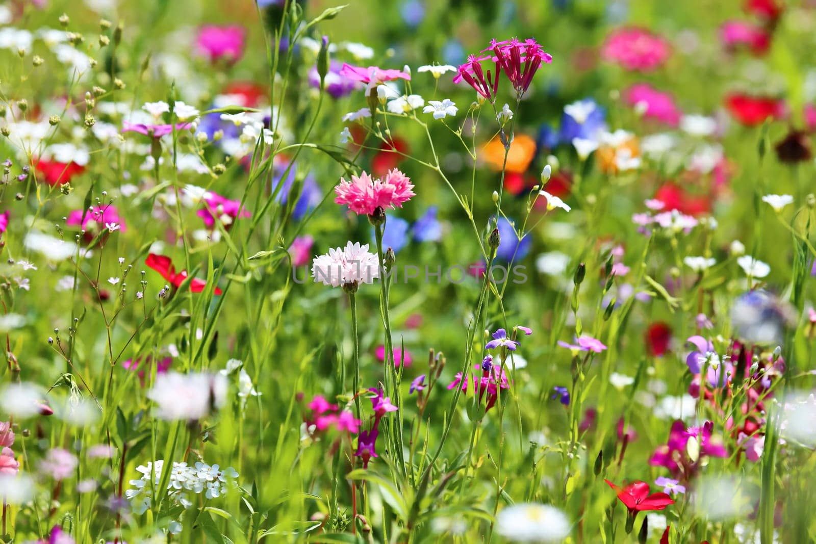 Flower meadow in summer with different colorful flowers. This colorful splendor