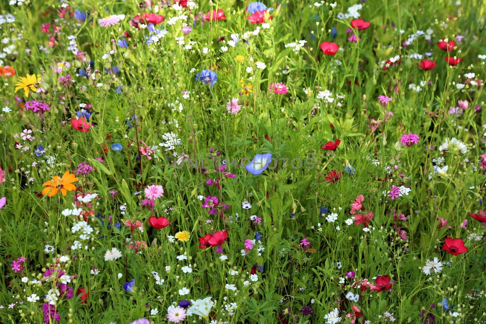 Flower meadow in summer with different colorful flowers. This colorful splendor