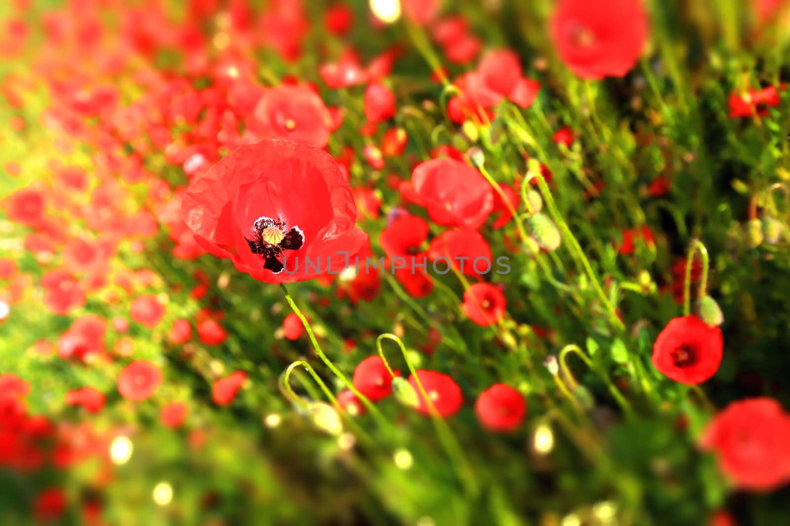 Flower meadow in summer with red poppies