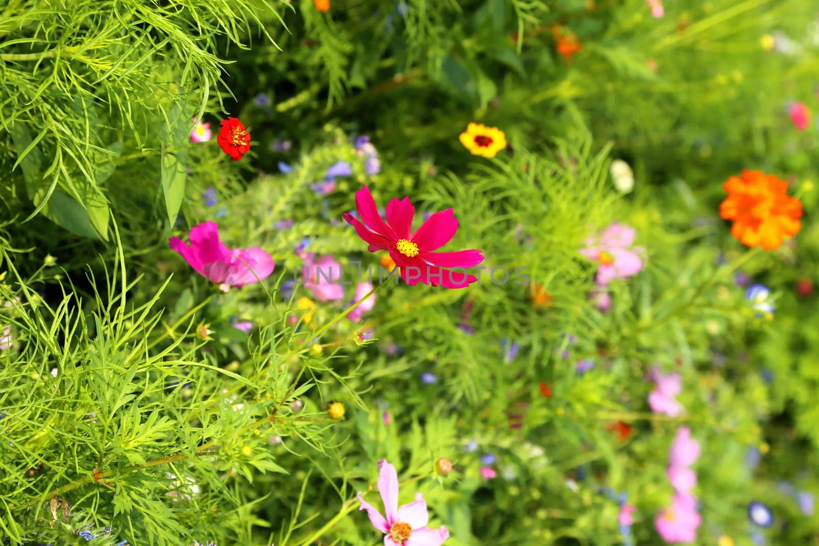 Flower meadow in summer with different colorful flowers. This colorful splendor