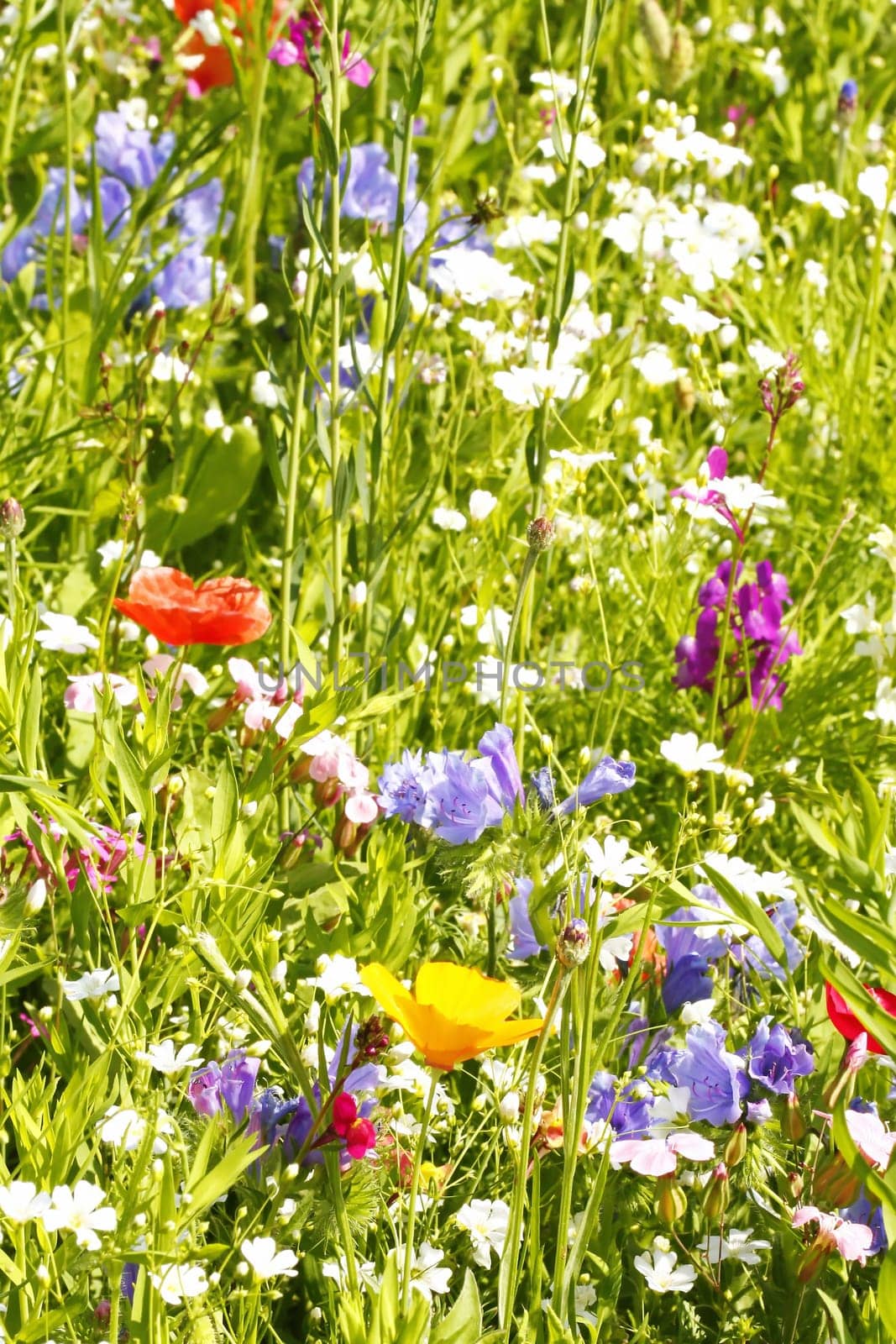 Flower meadow in summer with different colorful flowers. This colorful splendor