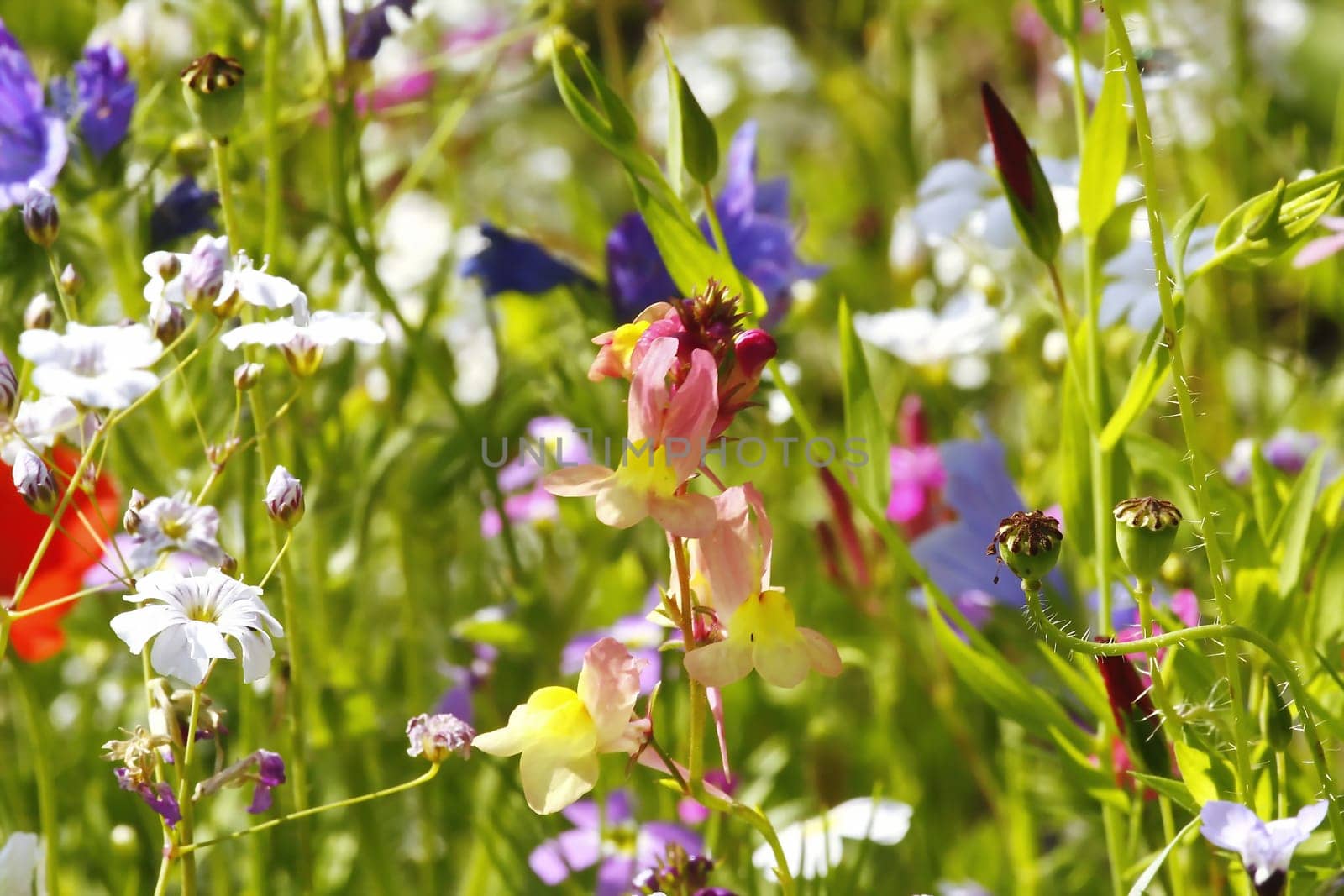 Flower meadow in summer with different colorful flowers. This colorful splendor