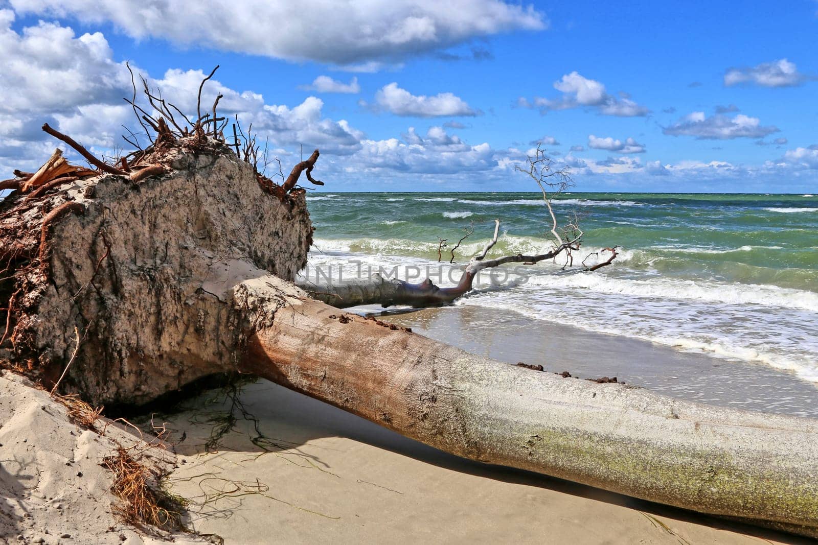 Uprooted beech on the Darß Baltic Sea beach