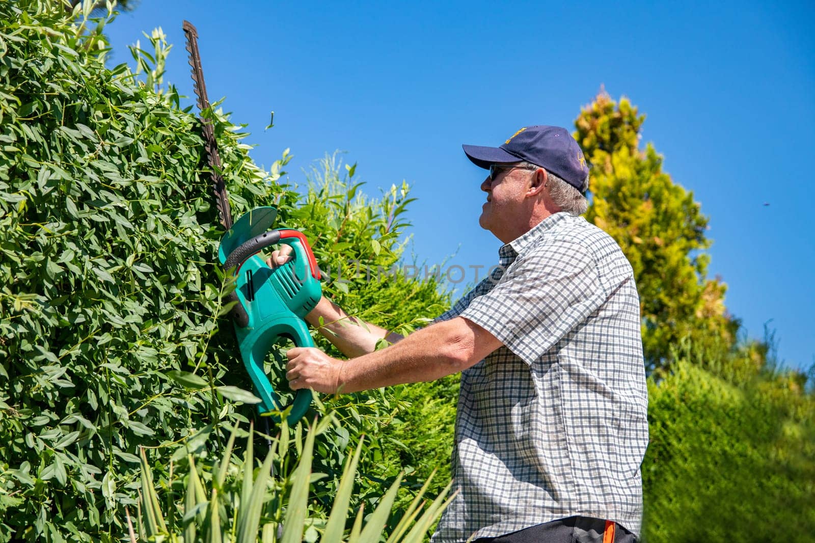 Electric gardening tools. A professional gardener cuts a hedge with an electric hedge trimmer. Gardening and cutting activities.
