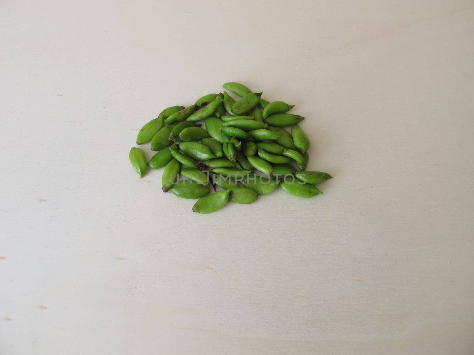 Capsule fruits from lilac on wooden board