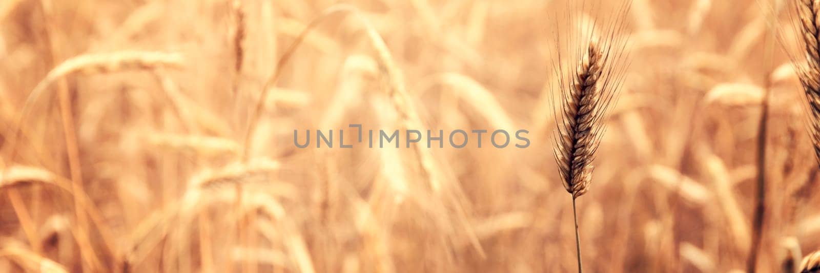 Sunny golden wheat field countryside