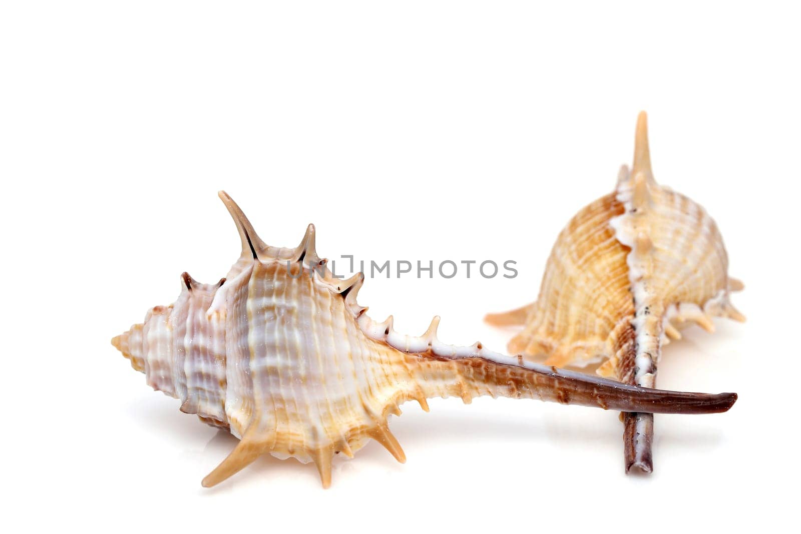close up of spiny seashell on a white background