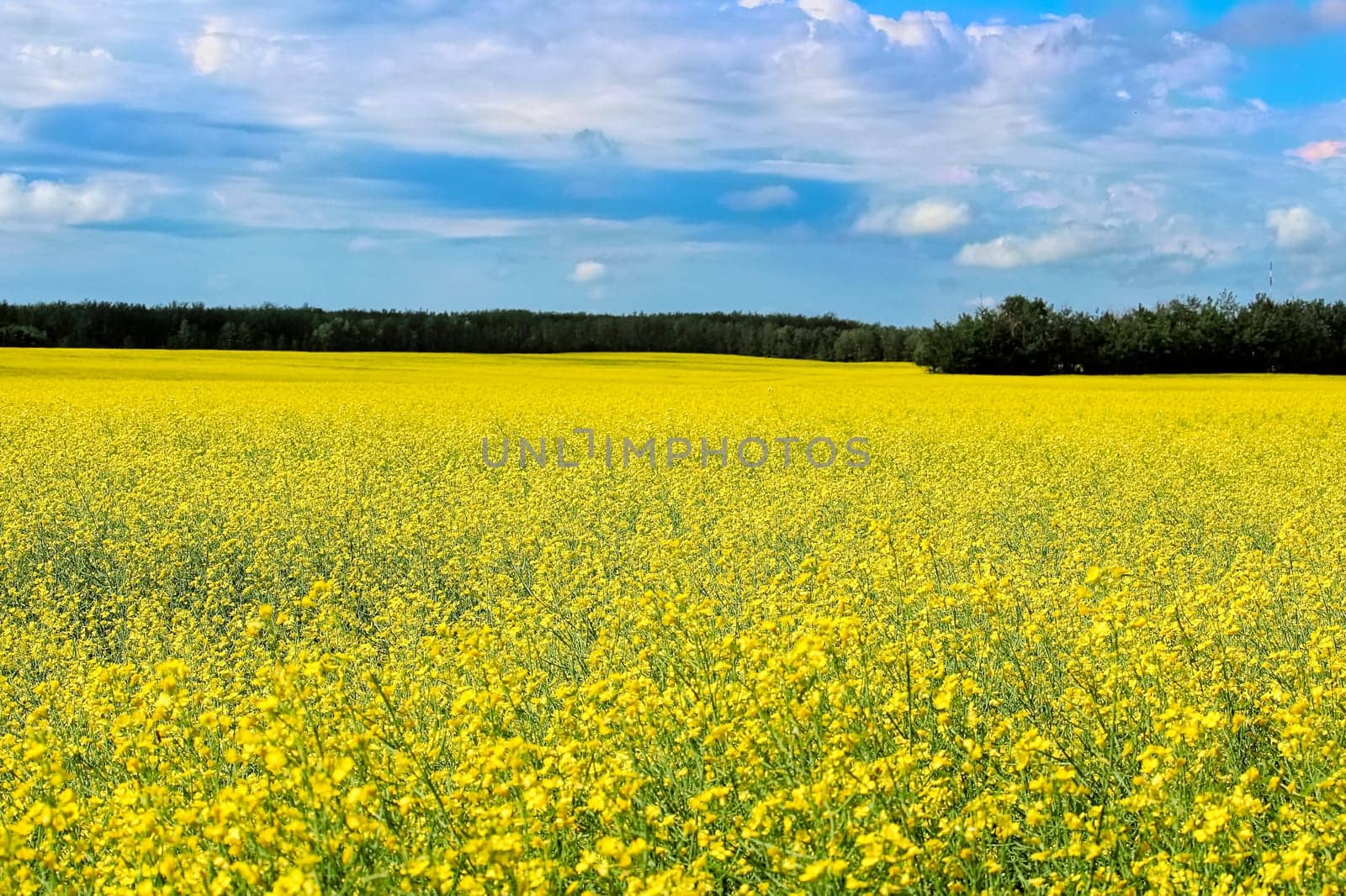 View of a canola field in full bloom with a cloudy sky.